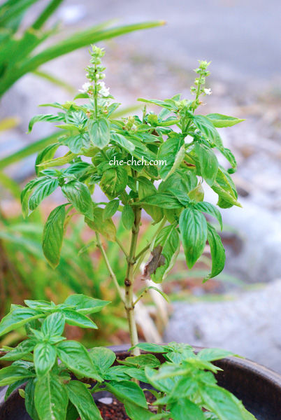 Flowering Basil Plant